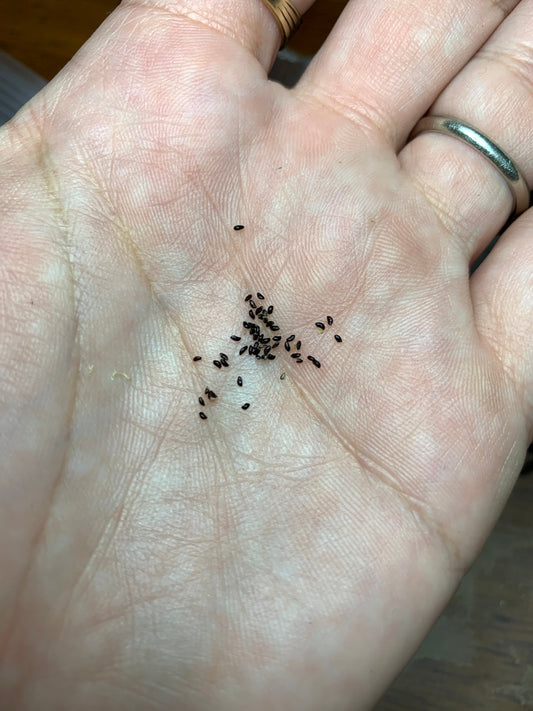 Rhipsalis cereoides Seeds