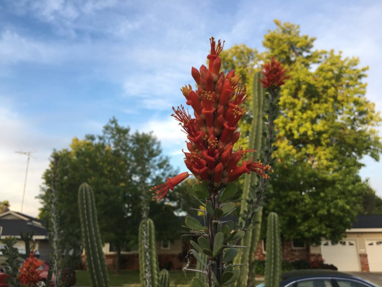 Fouquieria splendens (Ocotillo) Seeds