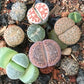 Lithop Seeds - Assorted species and hybrids