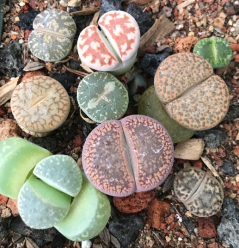 Lithop Seeds - Assorted species and hybrids