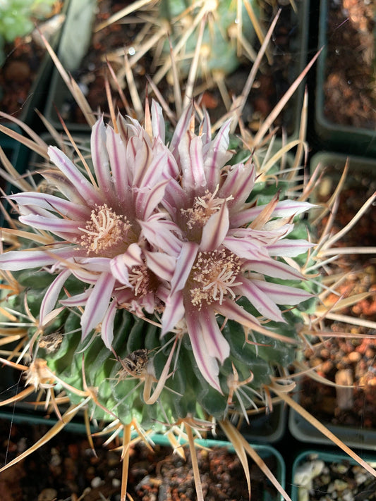 Echinofossulocactus hookeri Cactus seeds