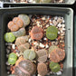 Lithop Seeds - Assorted species and hybrids