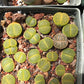 Lithop Seeds - Assorted species and hybrids
