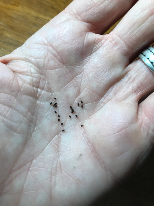 Turbinicarpus alonsoi Seeds