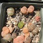 Lithop Seeds - Assorted species and hybrids