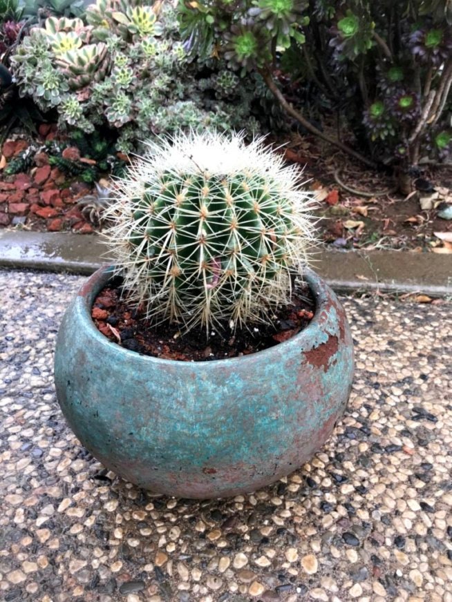 Echinocactus grusonii albispinus - White Barrel Cactus Seeds