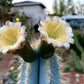 Pilosocereus azureus Seeds