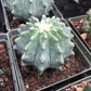 Ferocactus glaucescens inermis Cactus Seeds