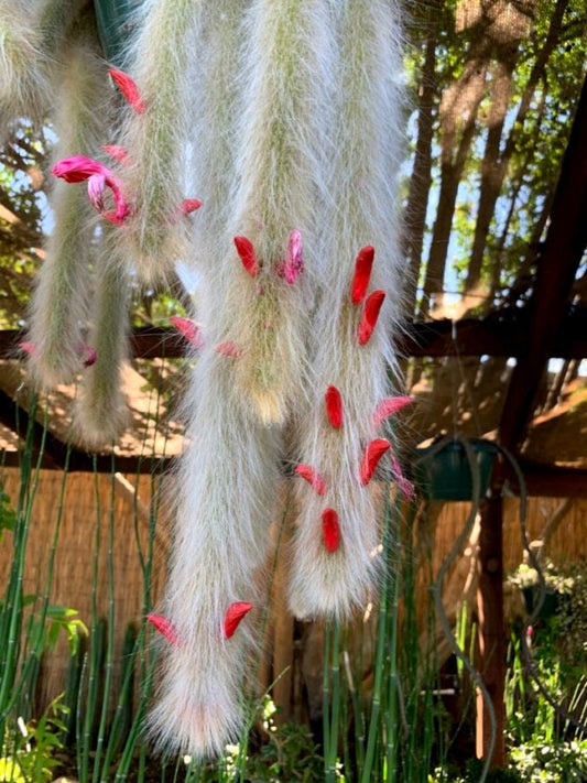 Hildewintera colademononis - Monkey Tail Cactus Seeds - Super Furry Hybrid