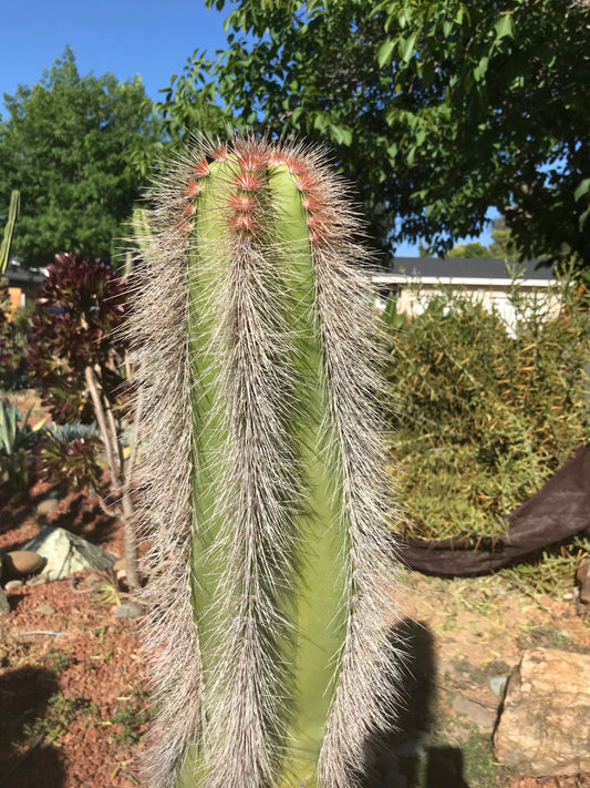 Lophocereus schottii Seeds