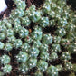 Ferocactus curvispinus Seeds