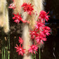 Hildewintera colademononis - Monkey Tail Cactus Seeds - Super Furry Hybrid