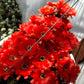 Echinopsis chamaecereus (Peanut Cactus) - Seed Mix various color blooms