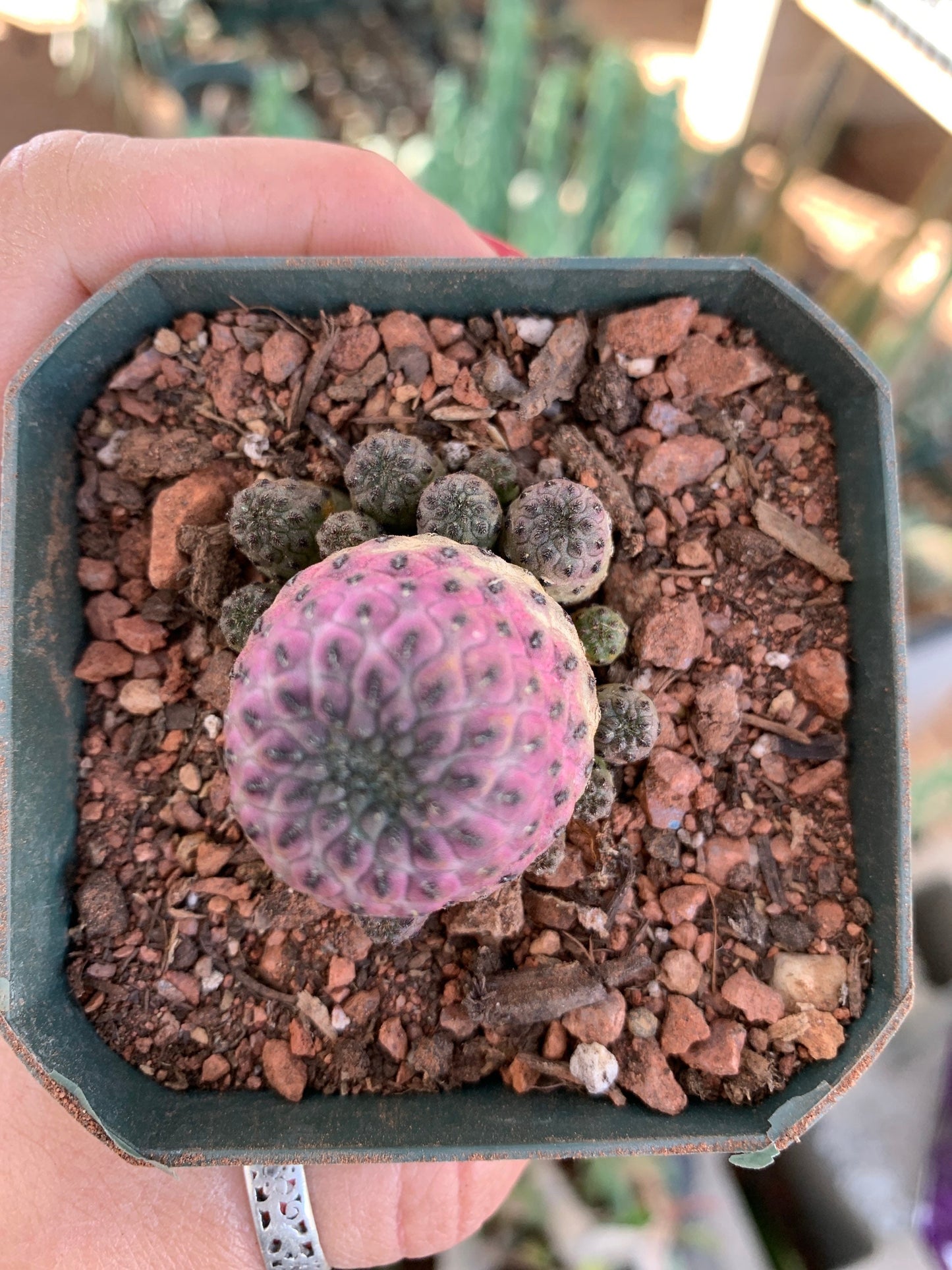 Sulcorebutia rauschii violacidermis