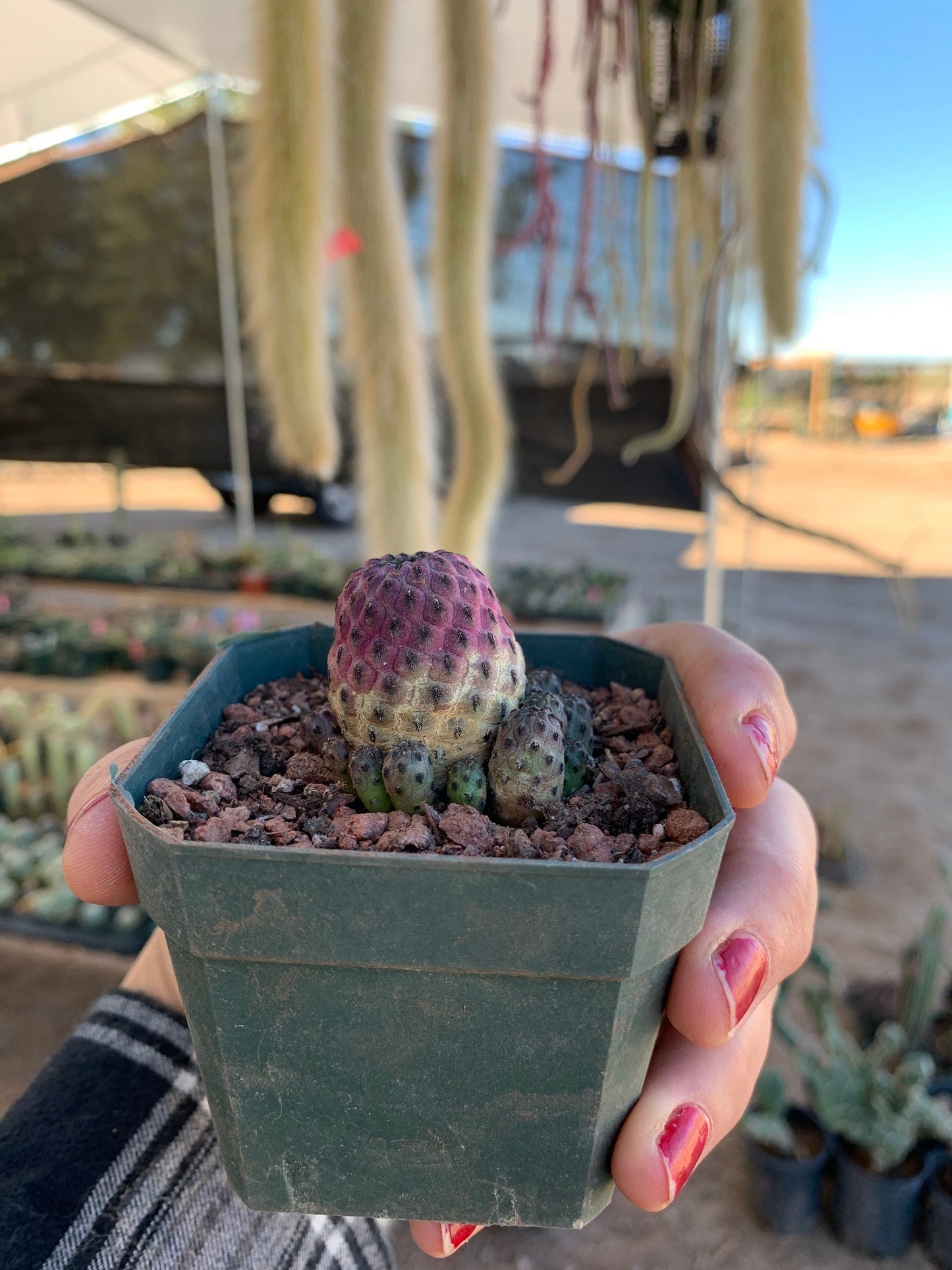 Sulcorebutia rauschii violacidermis