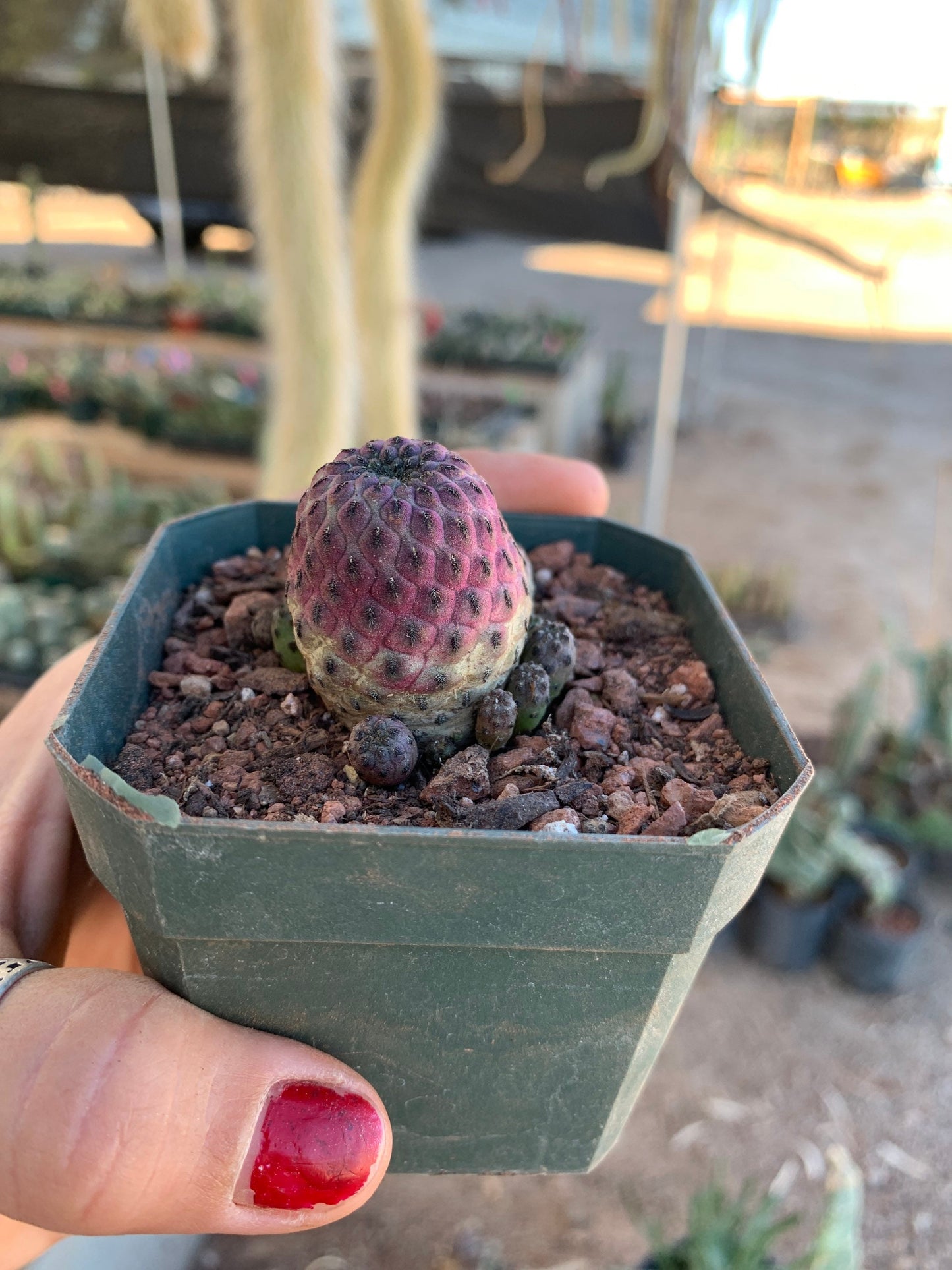 Sulcorebutia rauschii violacidermis