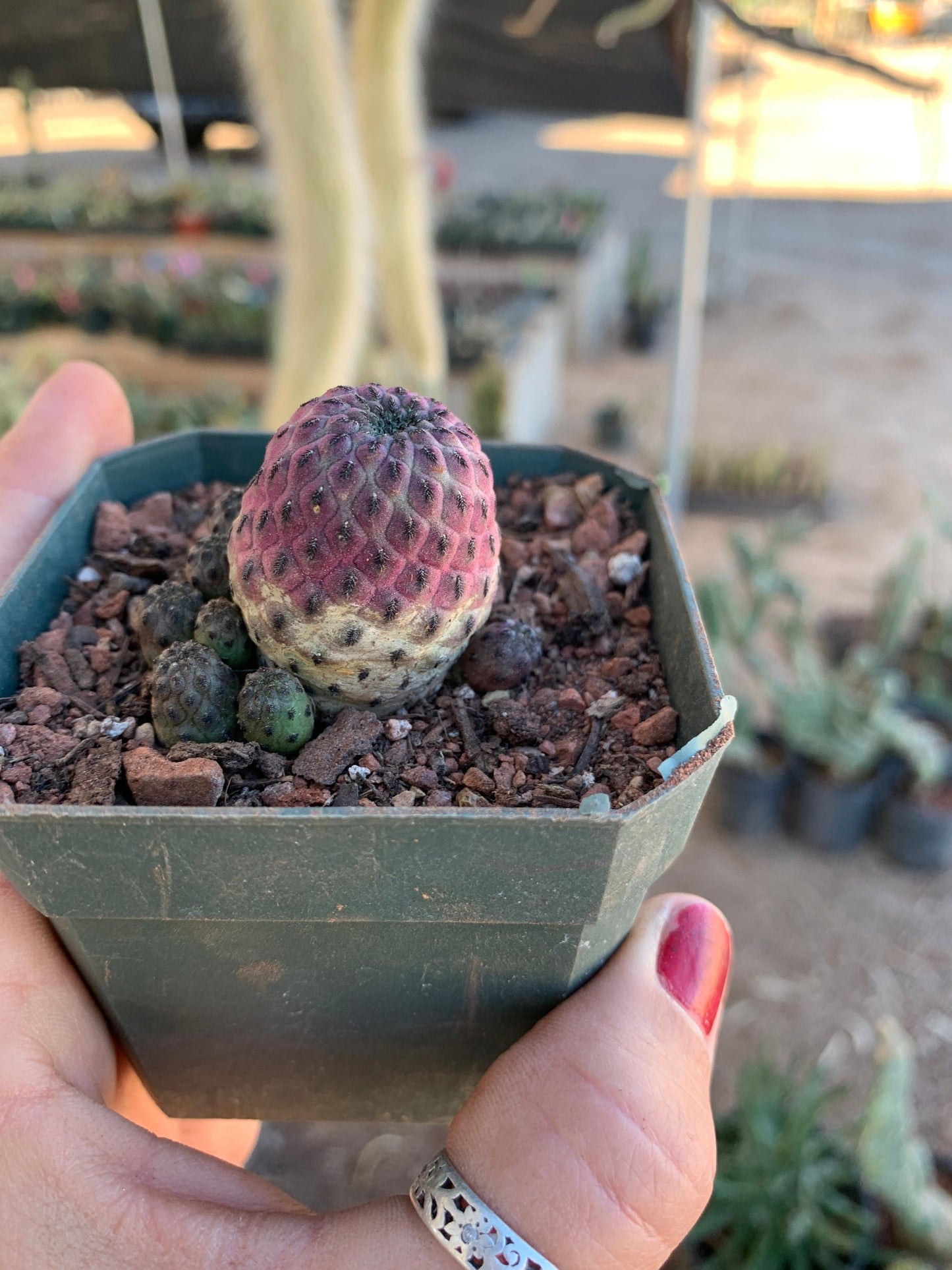 Sulcorebutia rauschii violacidermis