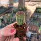 Echinocereus rigidissimus rubrispinus (rainbow hedgehog)