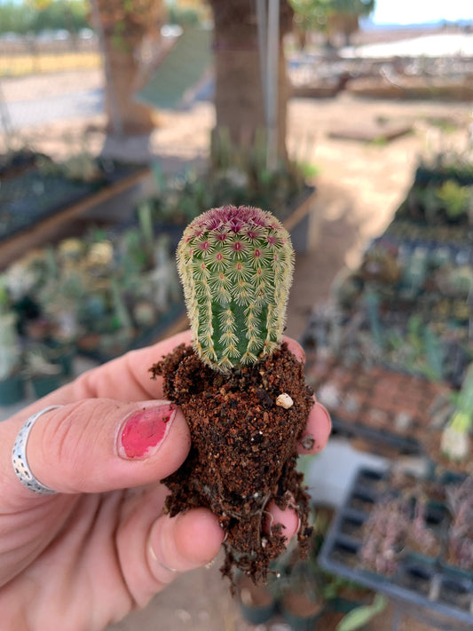 Echinocereus rigidissimus rubrispinus (rainbow hedgehog)