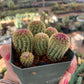 Echinocereus rigidissimus rubrispinus (rainbow hedgehog)
