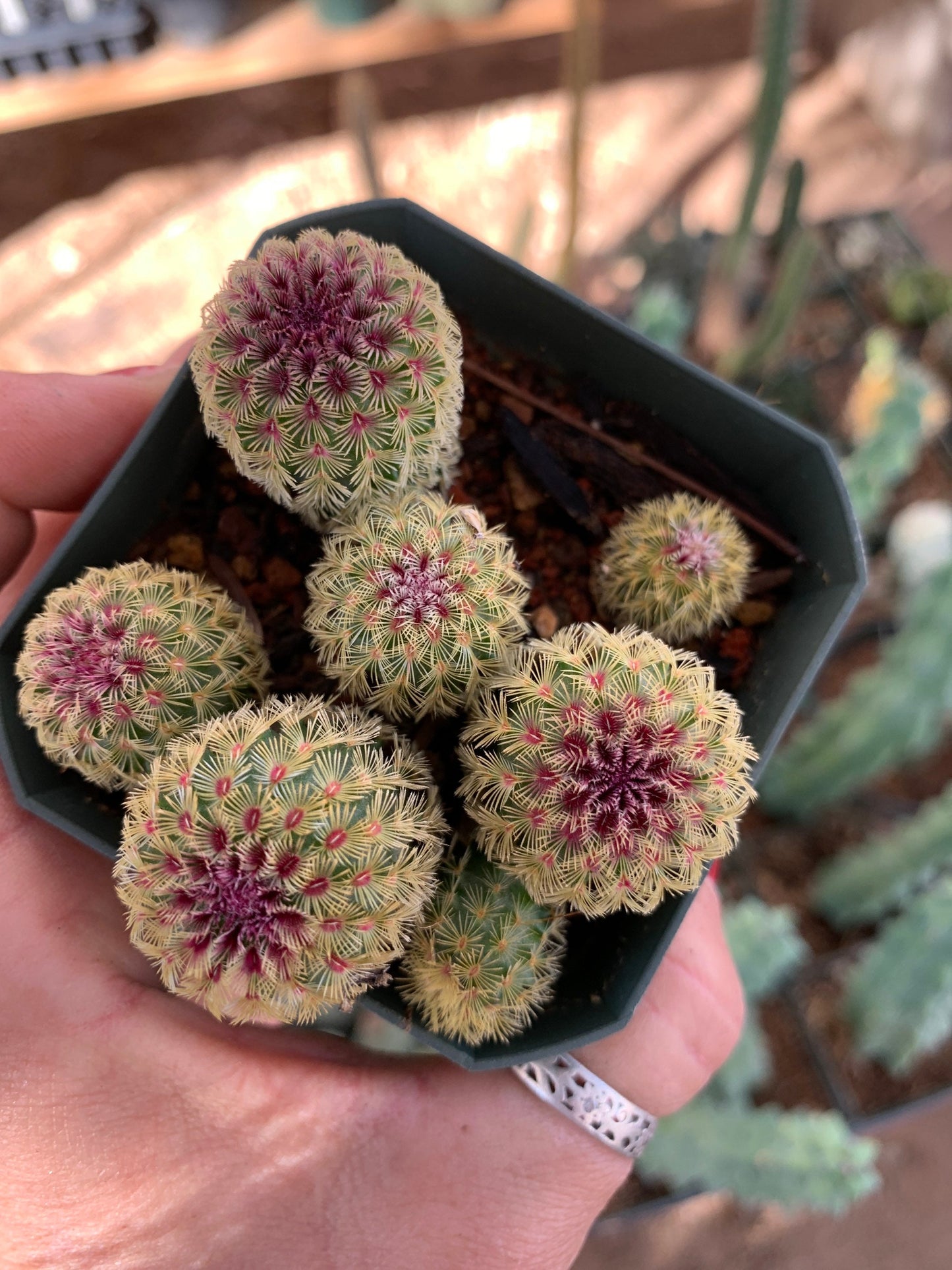 Echinocereus rigidissimus rubrispinus (rainbow hedgehog)