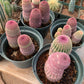 Echinocereus rigidissimus rubrispinus (rainbow hedgehog)