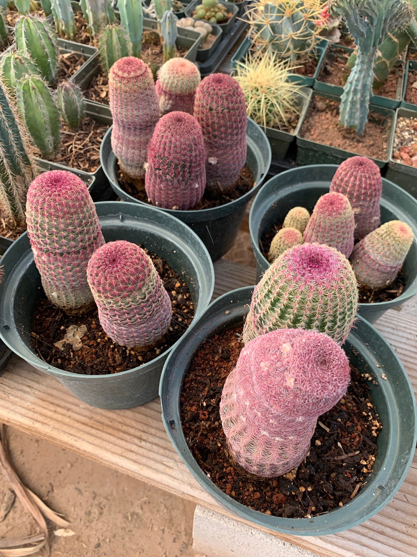 Echinocereus rigidissimus rubrispinus (rainbow hedgehog)