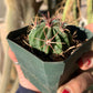Ferocactus curvispinus seedling