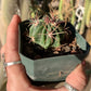 Ferocactus curvispinus seedling
