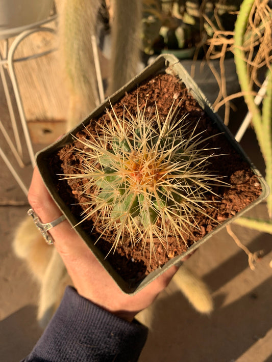 Echinocactus grusonii - Golden barrel seedling