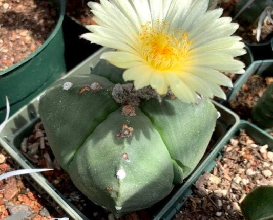 Astrophytum myriostigma quadricostatum nudum (4-rib) Seeds