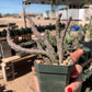 Stapelia orbea variegata seed grown