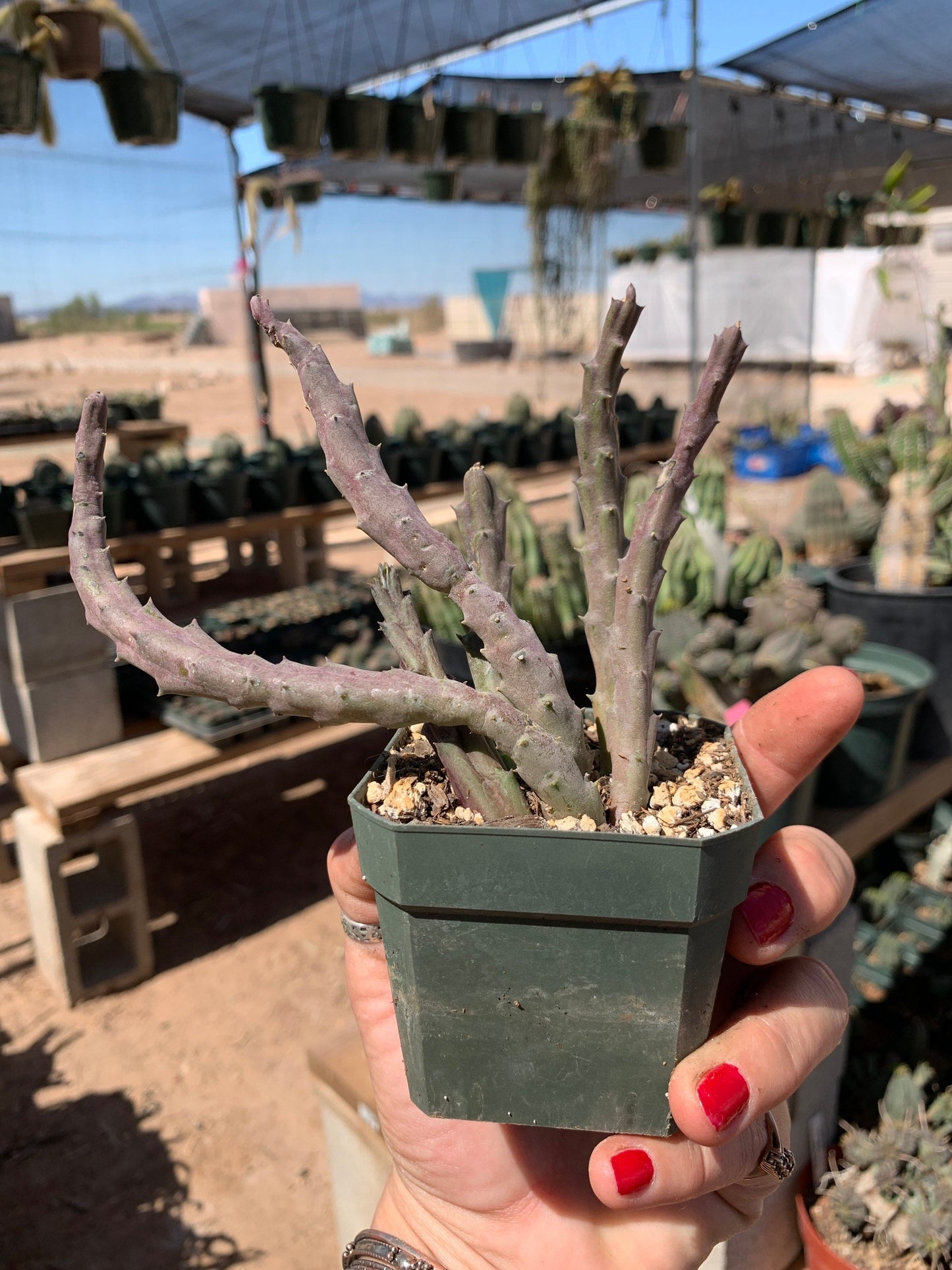 Stapelia orbea variegata seed grown