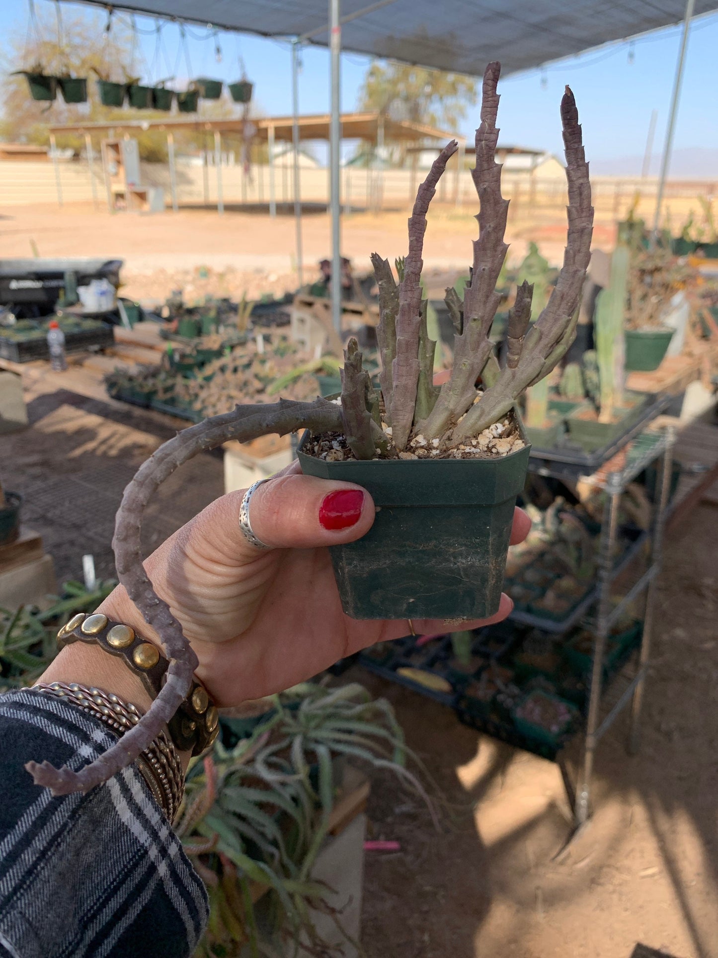 Orbea variegata