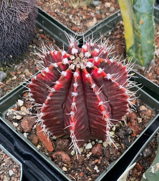 Gymnocalycium mihanovichii seeds