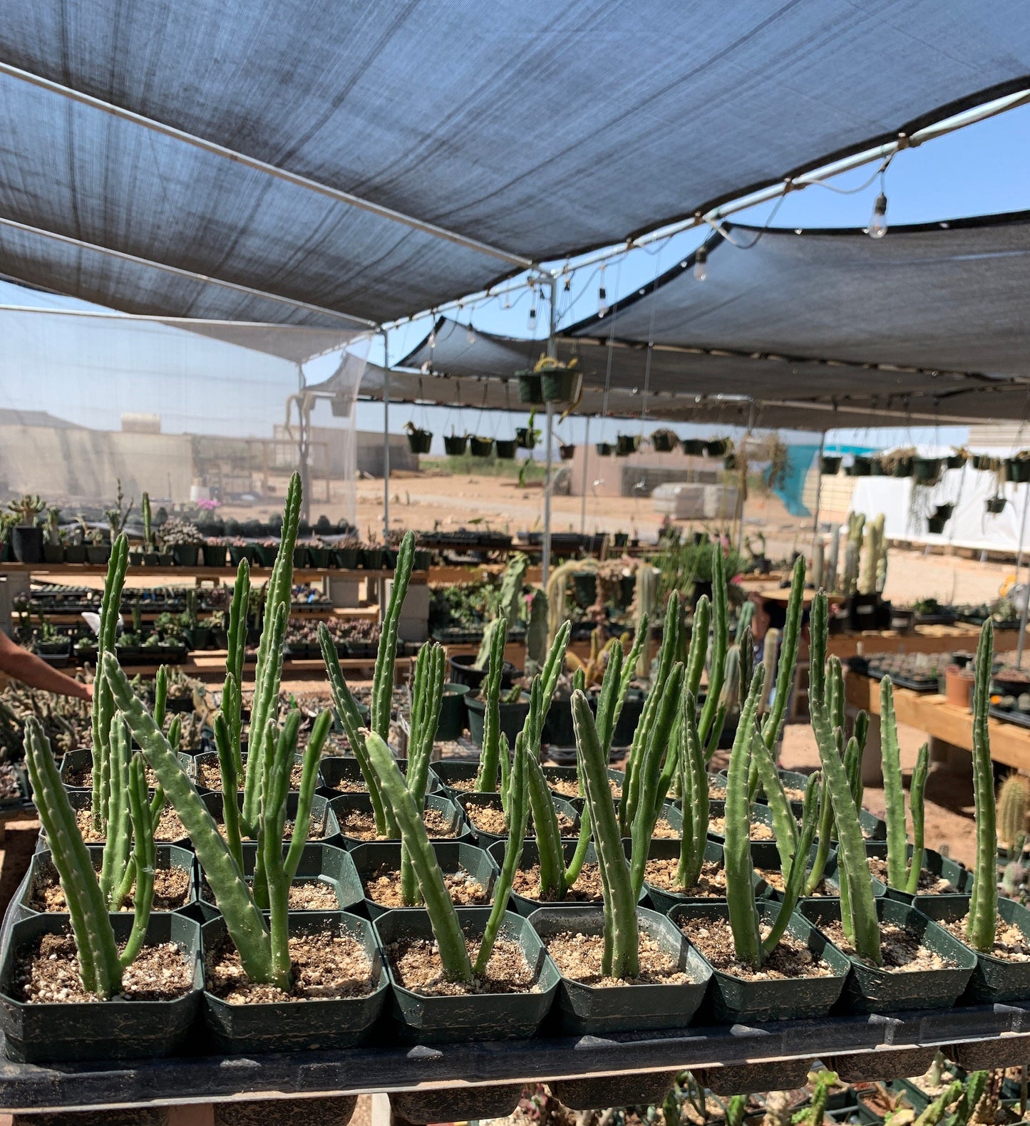 Stapelia leendertziae