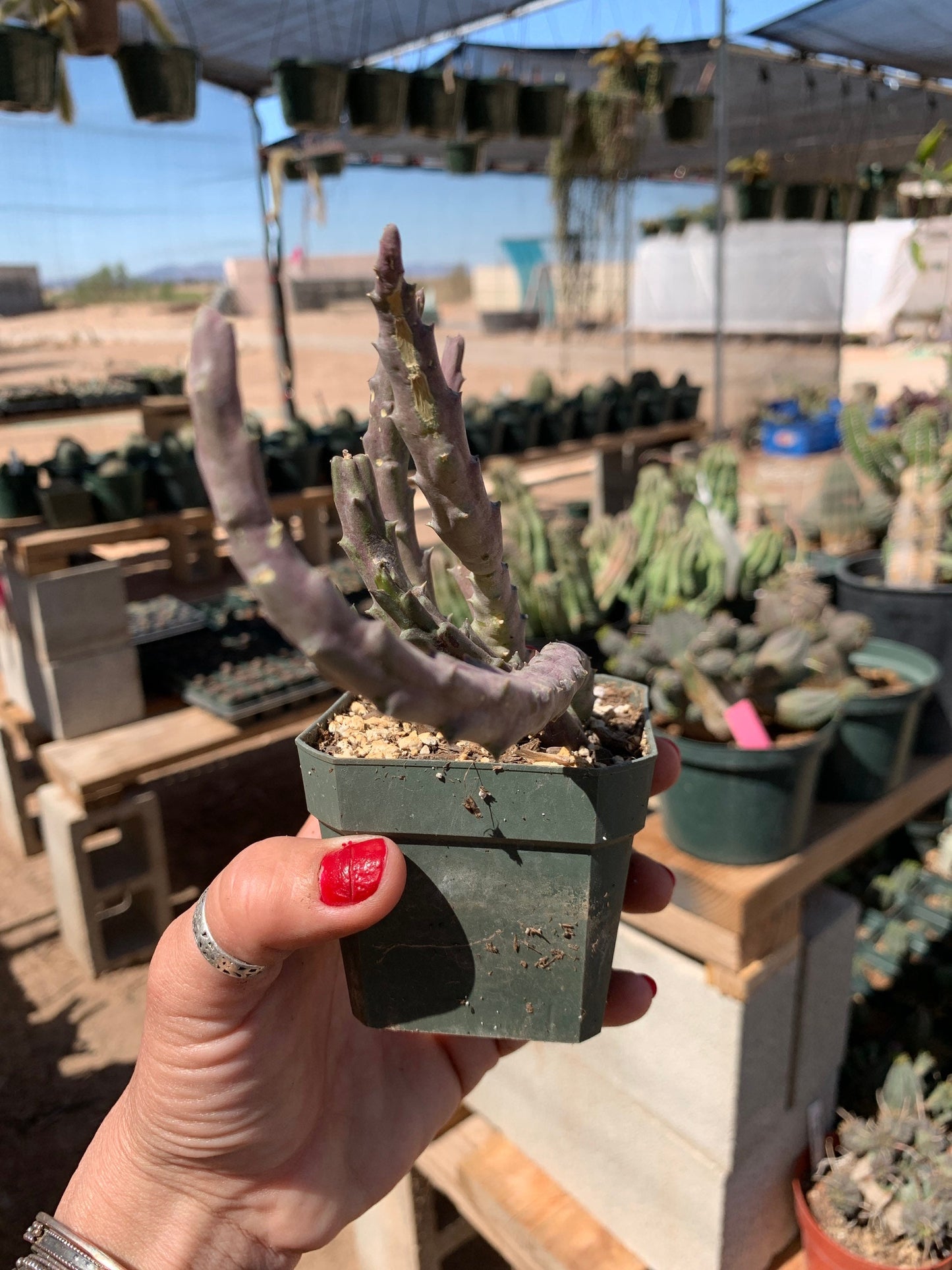 Stapelia orbea variegata seed grown