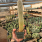 Cleistocactus strausii seedling