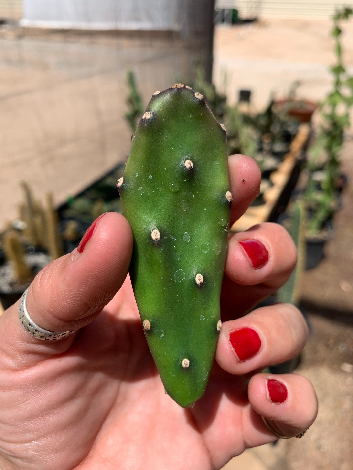 Opuntia quimilo