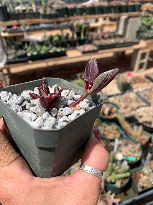 Lenophyllum guttatum variegata