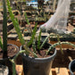 Harrisia martinii cactus seedling