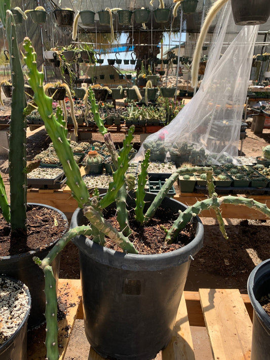 Harrisia martinii cactus seedling