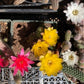Echinopsis chamaecereus (Peanut Cactus) - Seed Mix various color blooms