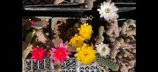 Echinopsis chamaecereus (Peanut Cactus) - Seed Mix various color blooms