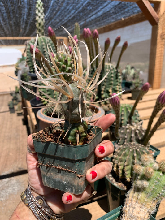 Tephrocactus articulatus "Paper Spine Cactus"