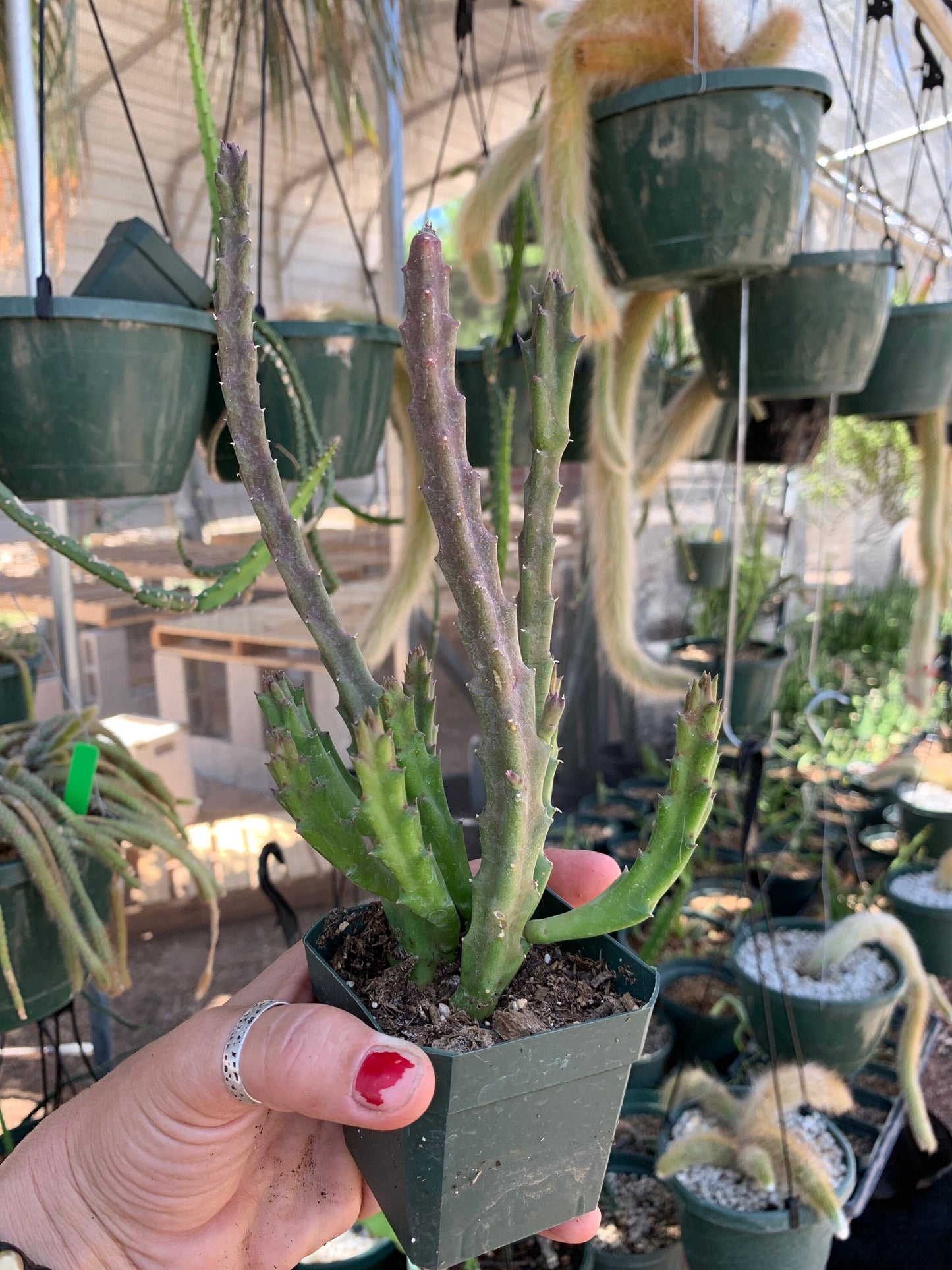 Stapelia Mutabilis - Purple Starfish