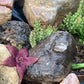 Stapelia Mutabilis - Purple Starfish