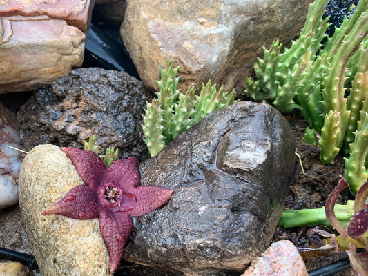 Stapelia Mutabilis - Purple Starfish