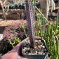 Cereus aethiops seedling