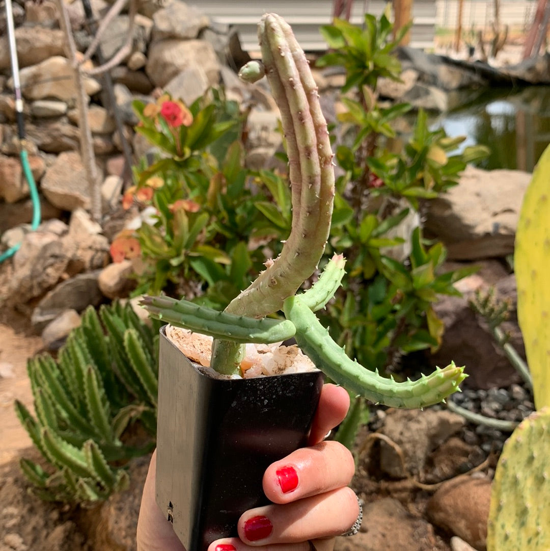 Huernia procumbens